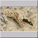 E-Odynerus spinipes w26 beim Nestanflug.jpg